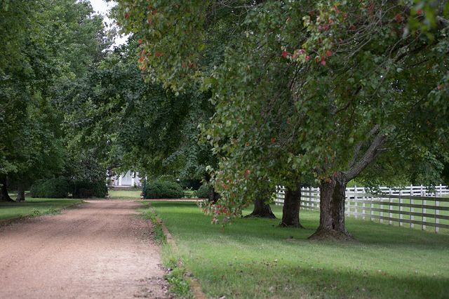 Main drive at Boxwood Plantation