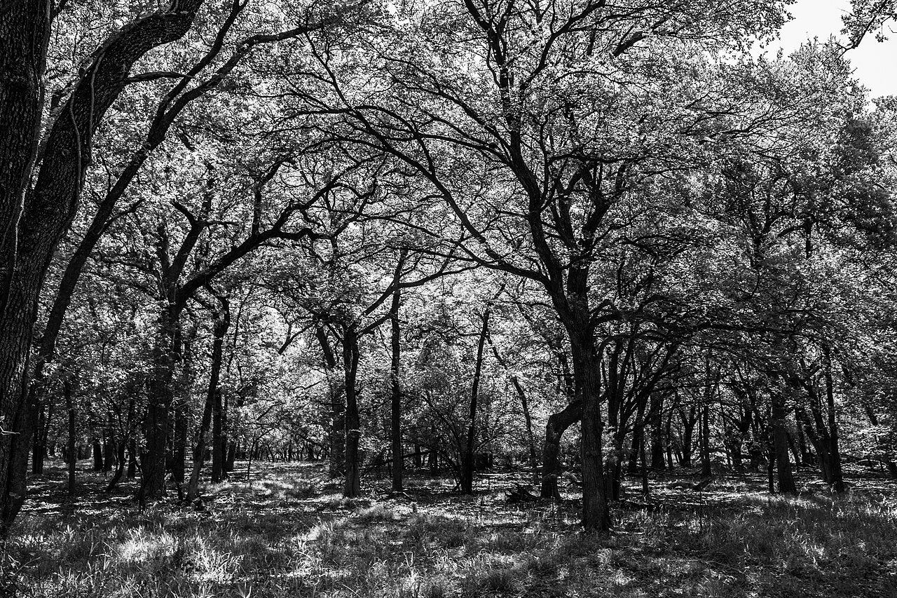 Light through trees in Eagle Mountain Park, Fort Worth