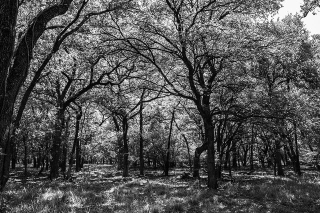 Light through trees in Eagle Mountain Park, Fort Worth