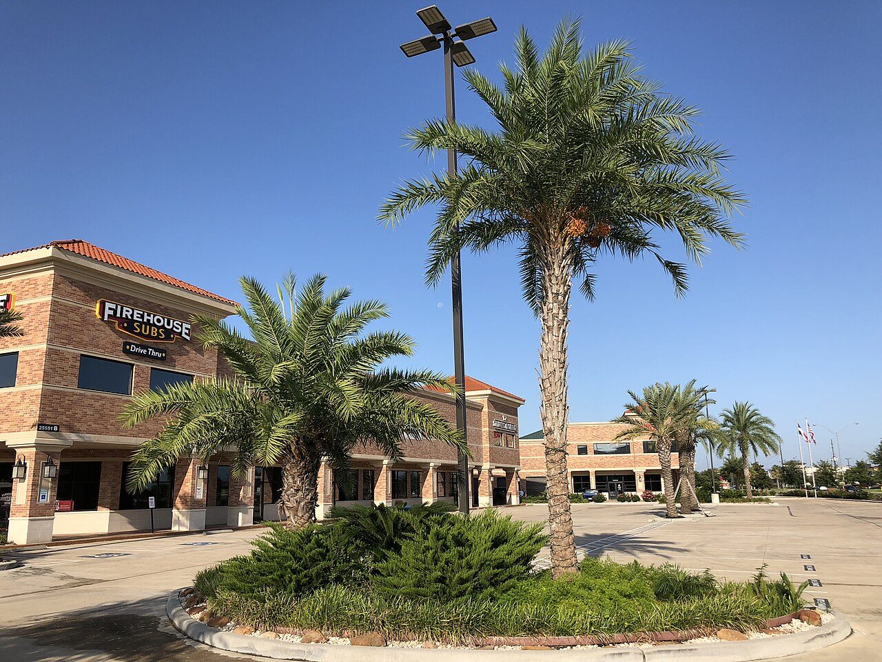 Palm trees along Kingsland Boulevard in Katy, Texas