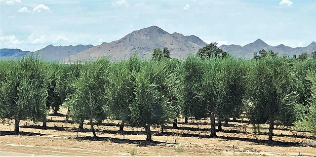 Olive grove of the Queen Creek Olive Mill