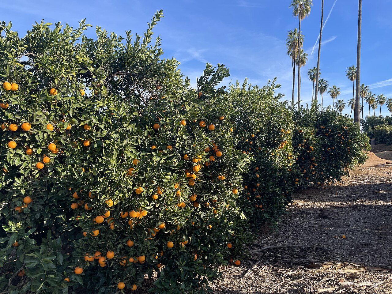 Orange groves at California Citrus State Historic Park