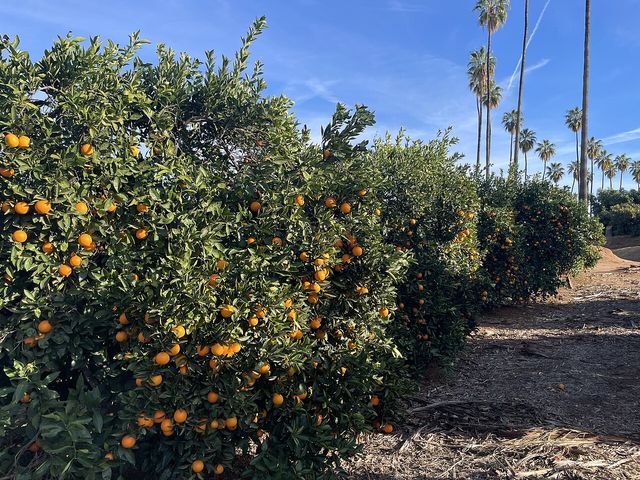 Orange groves at California Citrus State Historic Park