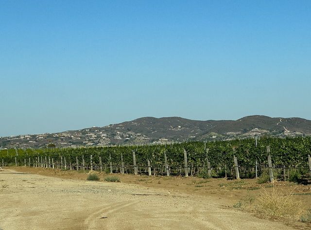 Oak Mountain from Temecula Wine Country