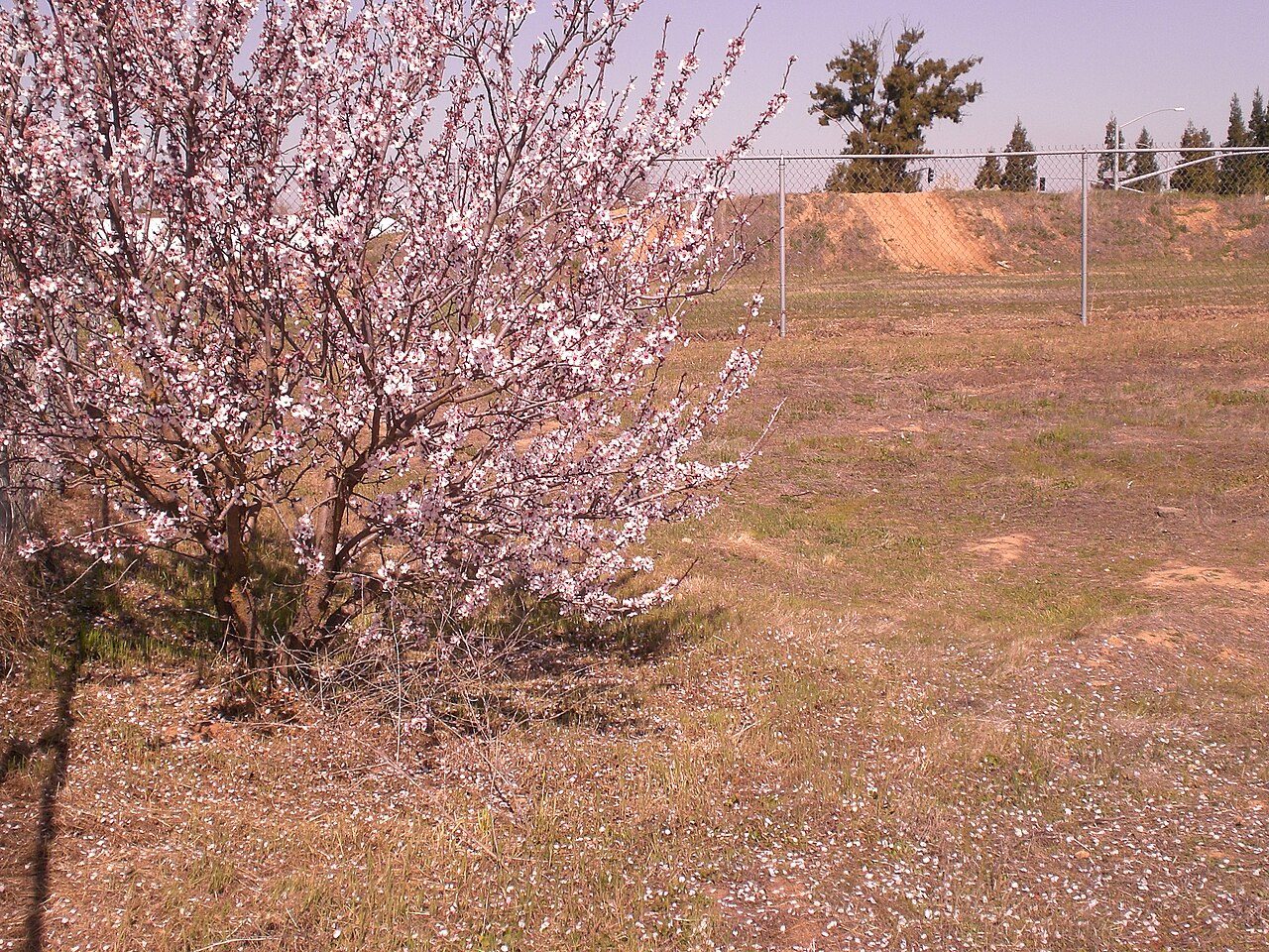 West Fresno, Fresno, CA