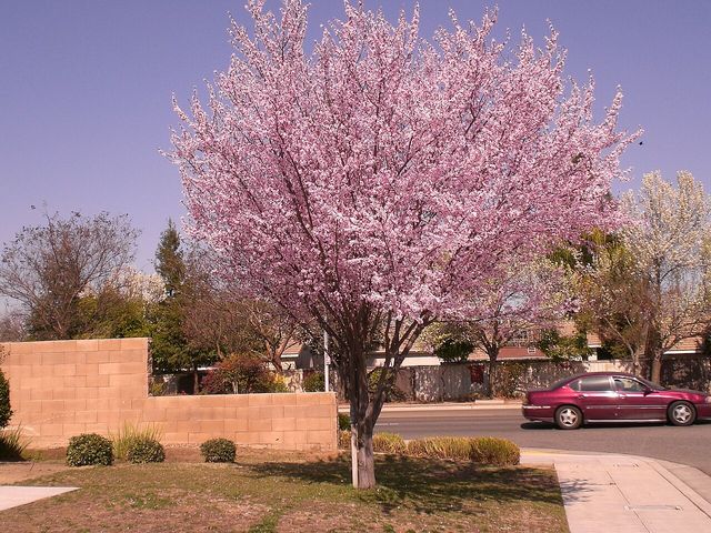 West Fresno, Fresno, CA