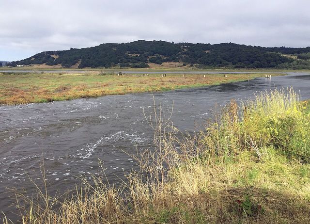 Mouth of Carneros Creek at Elkhorn Slough
