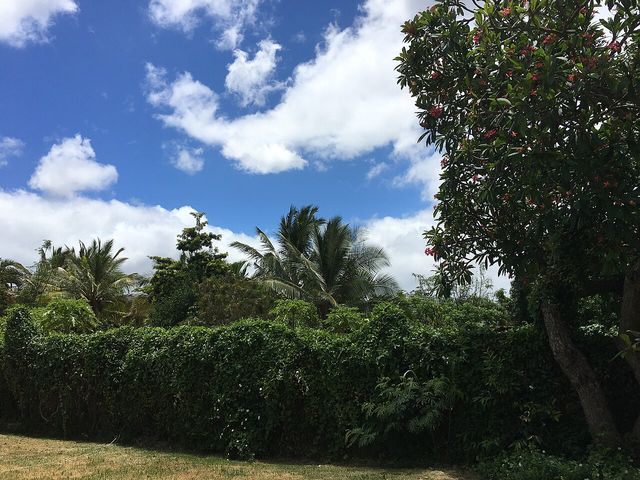 Greenery around Ewa Beach, Oʻahu, Hawaii